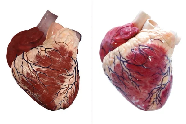 Anatomage Turns Cadaver Data Into 3D-Printed Anatomy Models for Med Schools