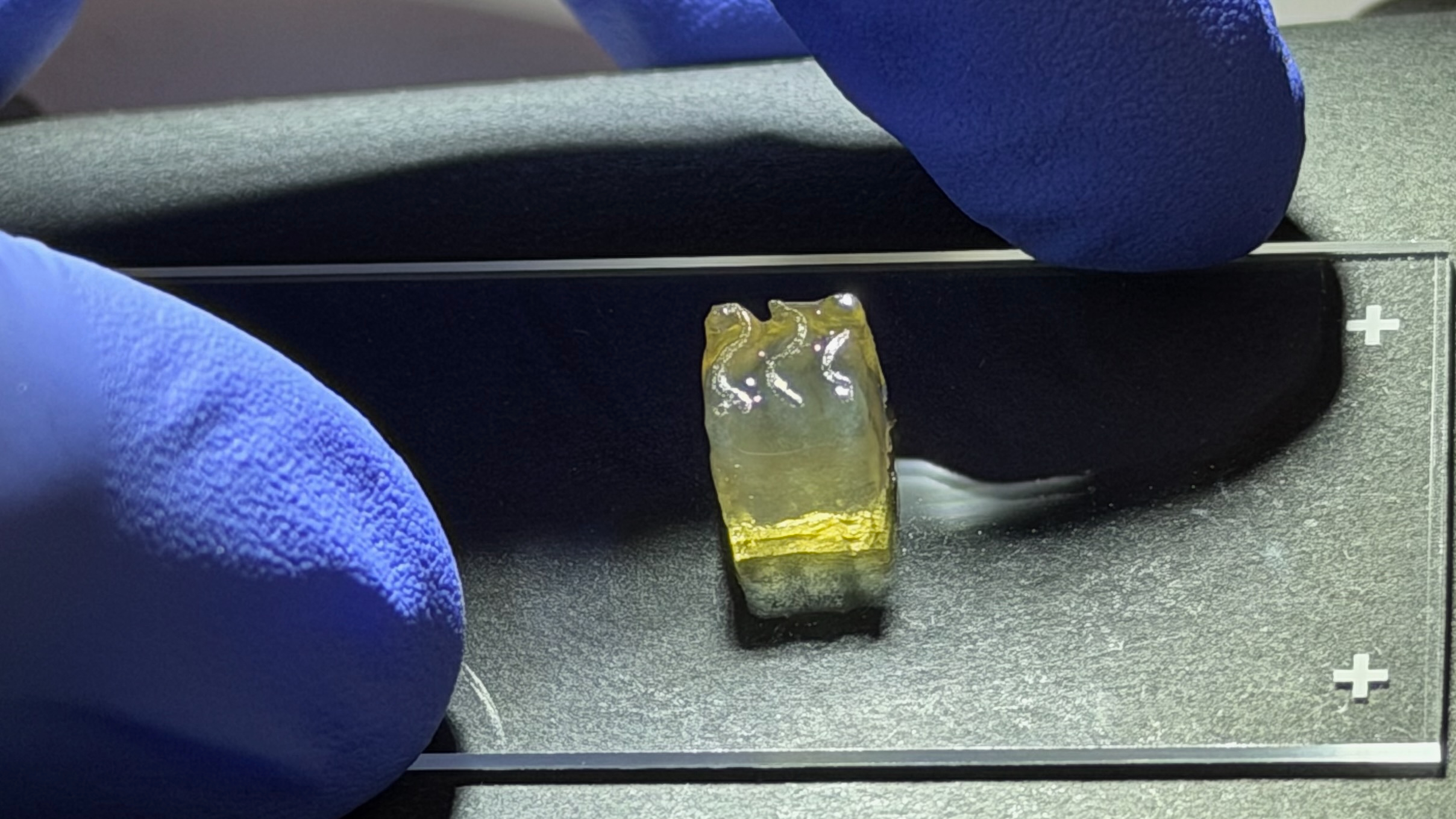 First Kidney and Liver Tissue 3D Bioprinted Aboard the ISS