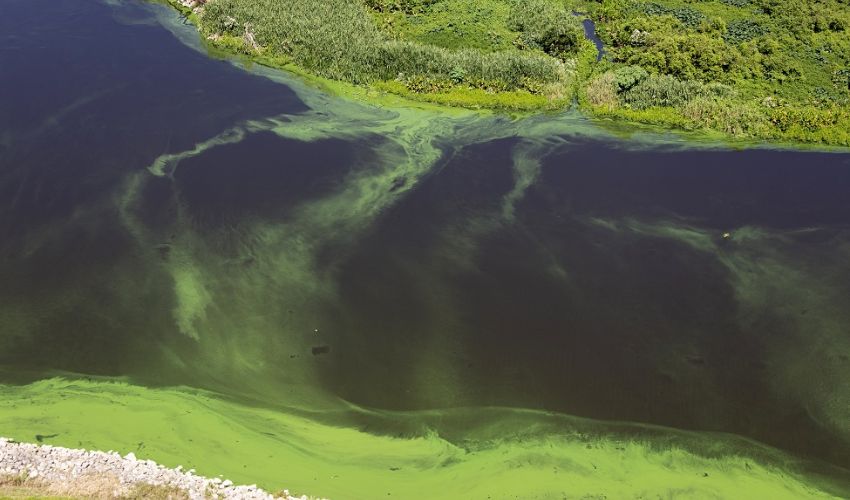 Florida Atlantic University 3D-Prints Seaweed Structures to Combat Harmful Algal Blooms