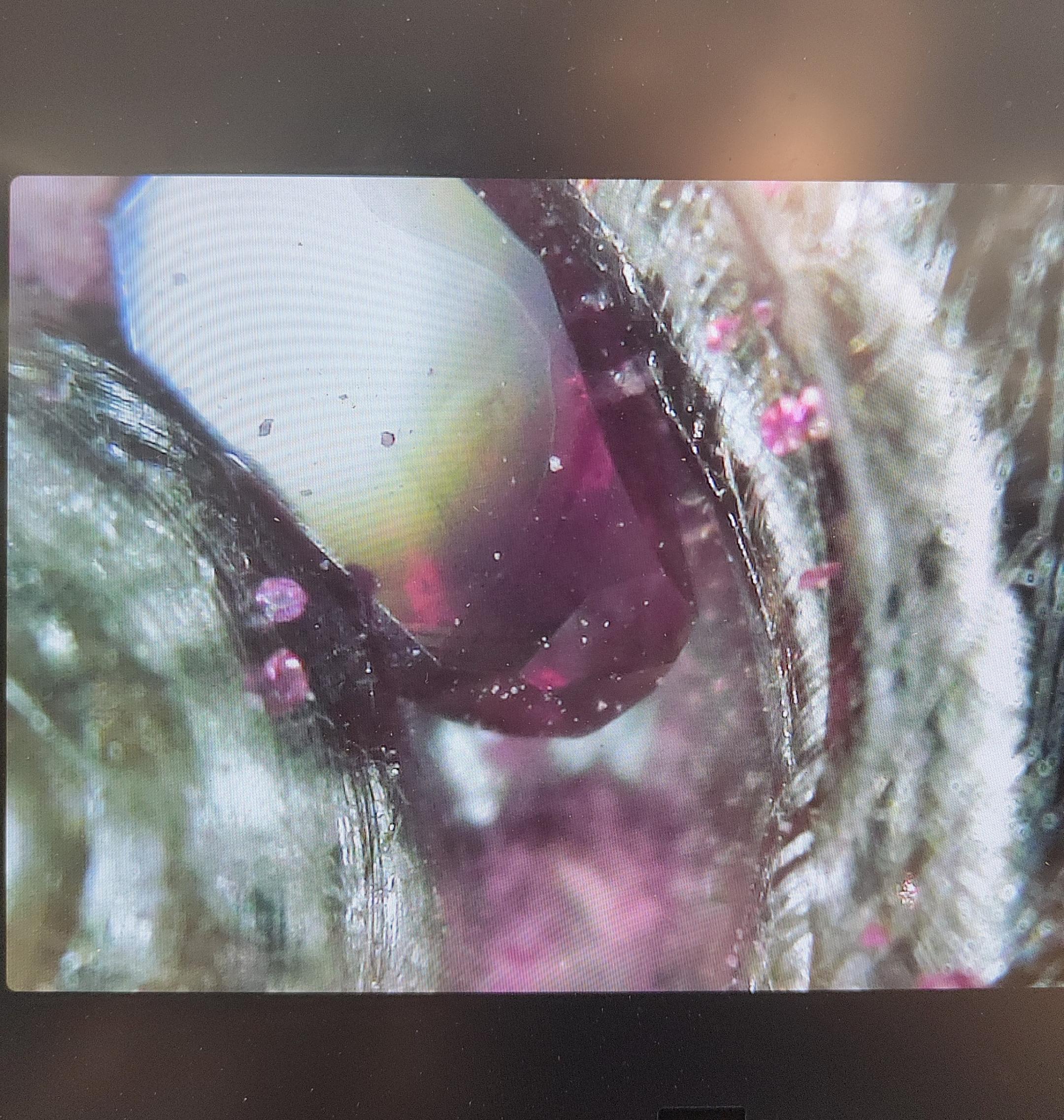 Meltio Helps Grow Rubies Inside 3D Printed Platinum