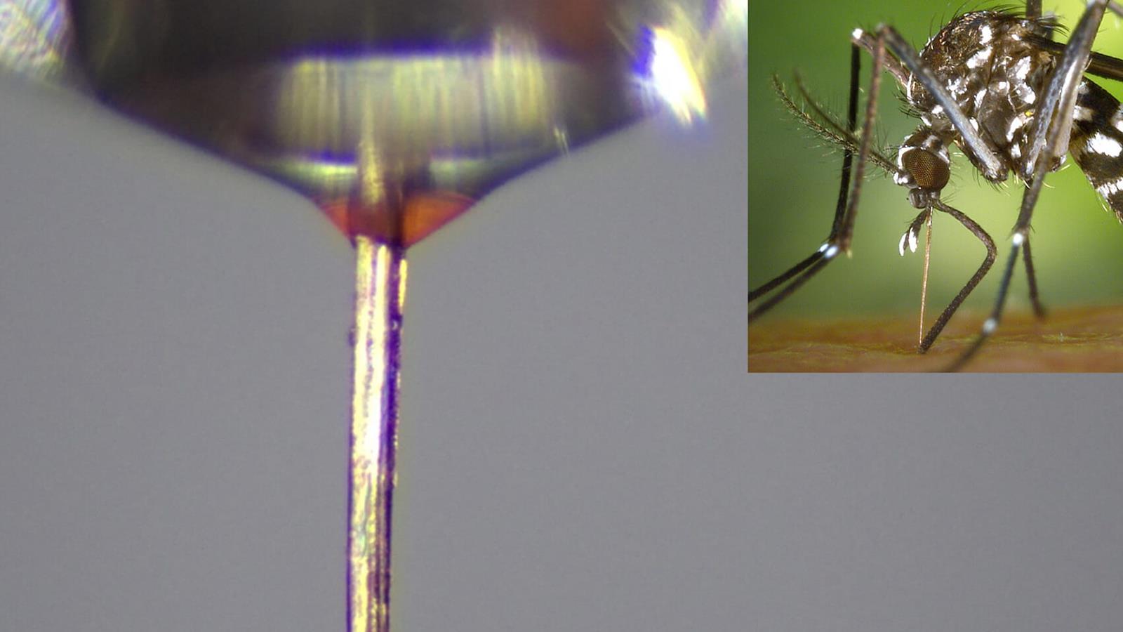 Mosquito Proboscis Wins Ig Nobel for High-Resolution 3D Printing