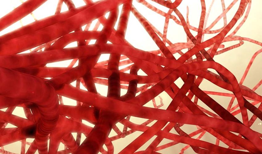 Notre Dame Team 3D-Prints Blood Capillary Networks Thinner Than a Hair