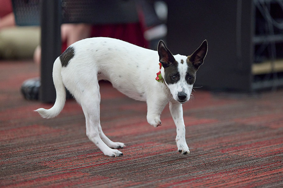 Engineering Students 3D Print a Mobility Device for Duck the Three-Legged Dog